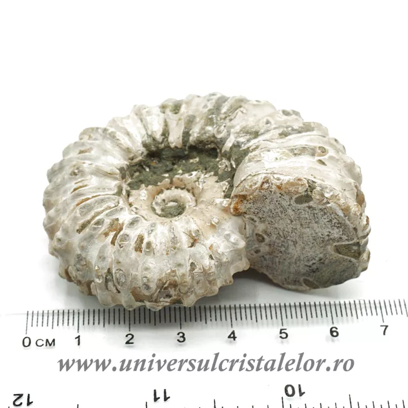 Amonit douvilleiceras Amonit douvilleiceras