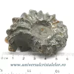 Amonit douvilleiceras slefuit