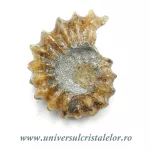 Amonit douvilleiceras