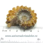 Amonit douvilleiceras