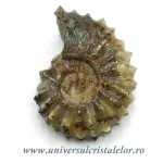 Amonit douvilleiceras slefuit