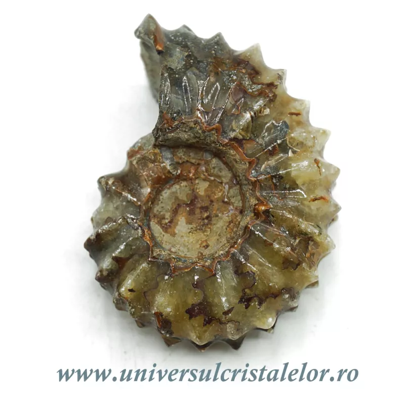 Amonit douvilleiceras slefuit