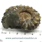 Amonit douvilleiceras slefuit