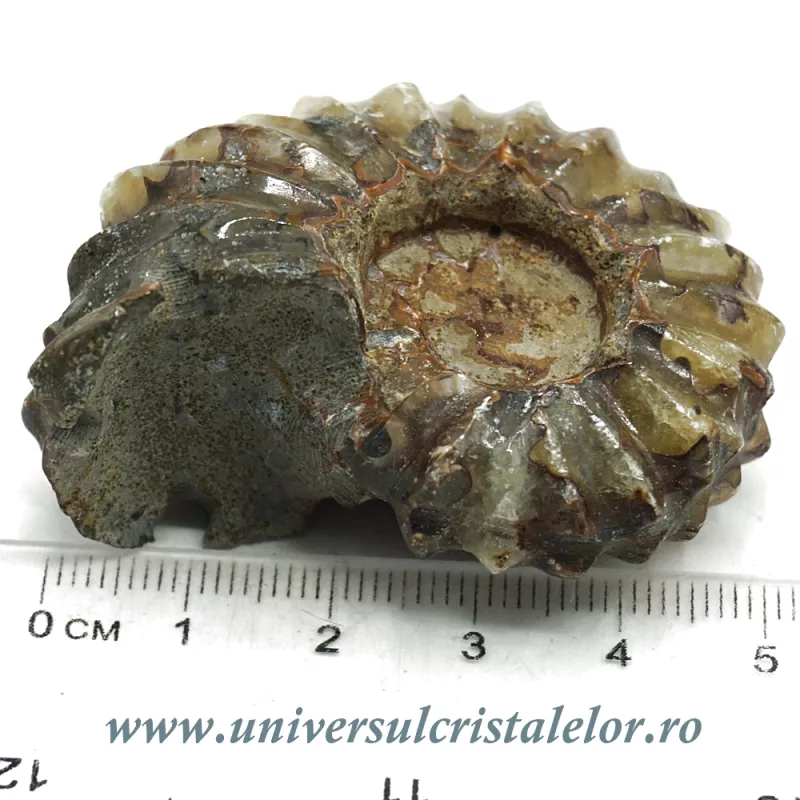 Amonit douvilleiceras slefuit