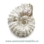 Amonit douvilleiceras