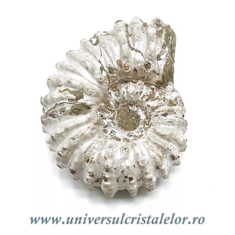 Amonit douvilleiceras