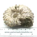 Amonit douvilleiceras