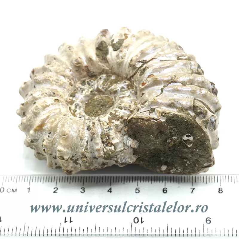 Amonit douvilleiceras