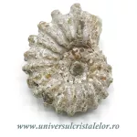 Amonit douvilleiceras slefuit