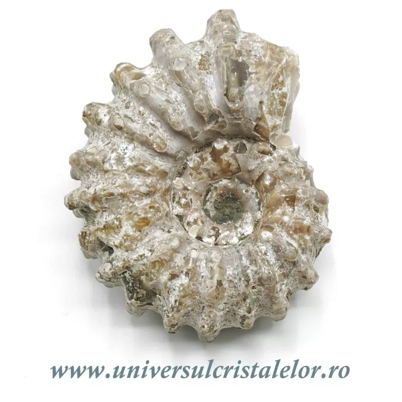 Amonit douvilleiceras slefuit