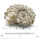 Amonit douvilleiceras slefuit