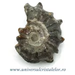 Amonit douvilleiceras