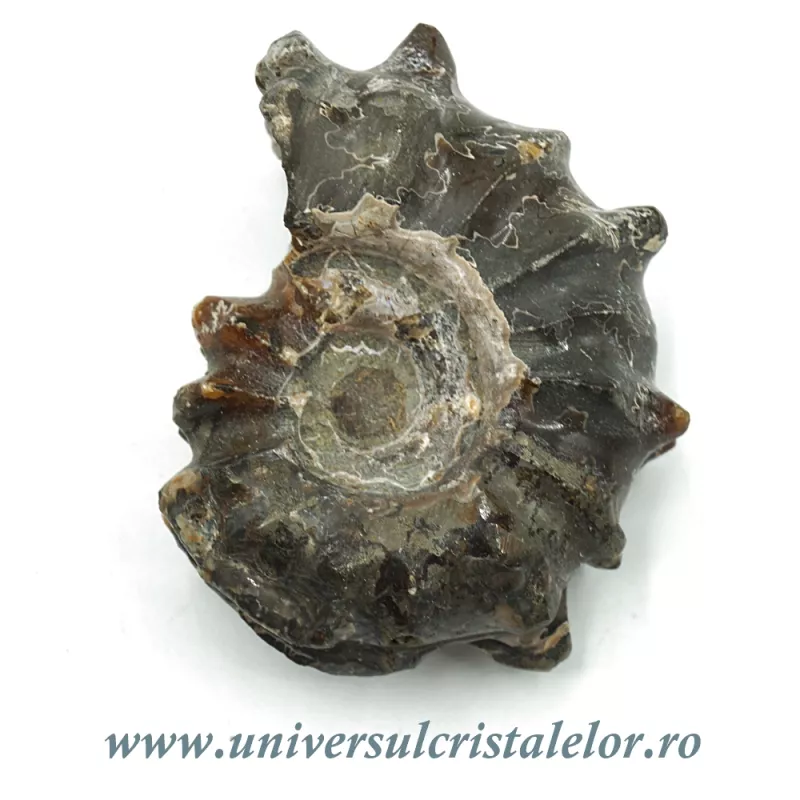 Amonit douvilleiceras