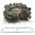 Amonit douvilleiceras