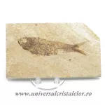 Knightia eocaena Knightia eocaena