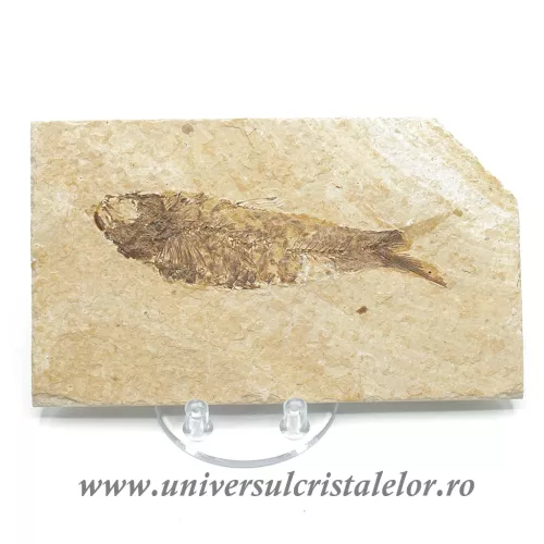 Knightia eocaena Knightia eocaena