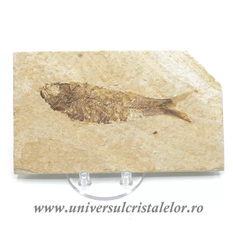 Knightia eocaena Knightia eocaena