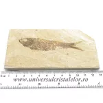 Knightia eocaena Knightia eocaena