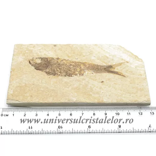 Knightia eocaena Knightia eocaena