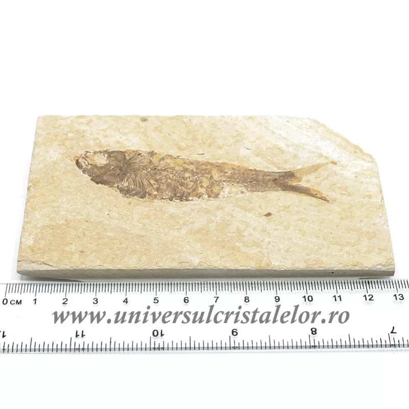 Knightia eocaena Knightia eocaena