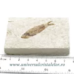 Knightia eocaena Knightia eocaena