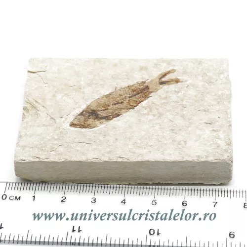 Knightia eocaena Knightia eocaena