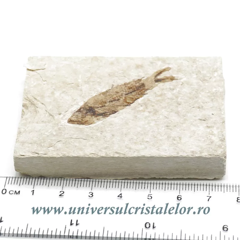 Knightia eocaena Knightia eocaena