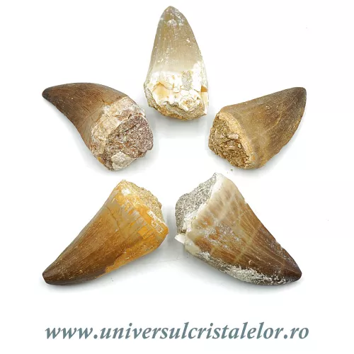 Dinte mosasaur Dinte mosasaur