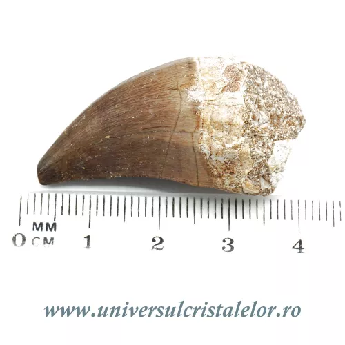 Dinte mosasaur Dinte mosasaur