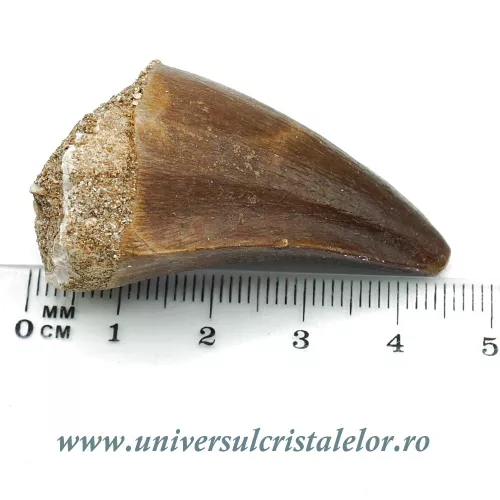 Dinte mosasaur Dinte mosasaur