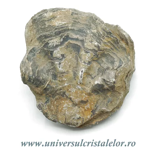 Ostreea  Ostreea