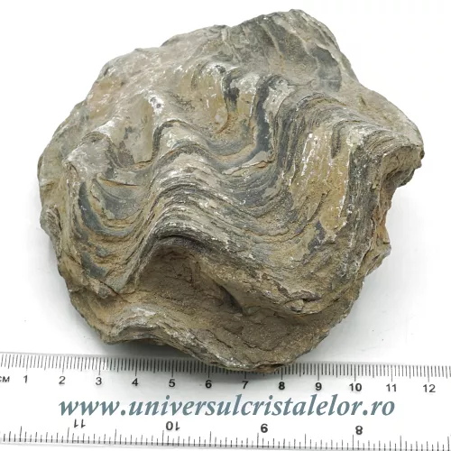 Ostreea  Ostreea