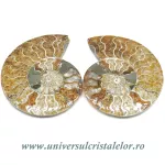 Amoniti cleoniceras pereche