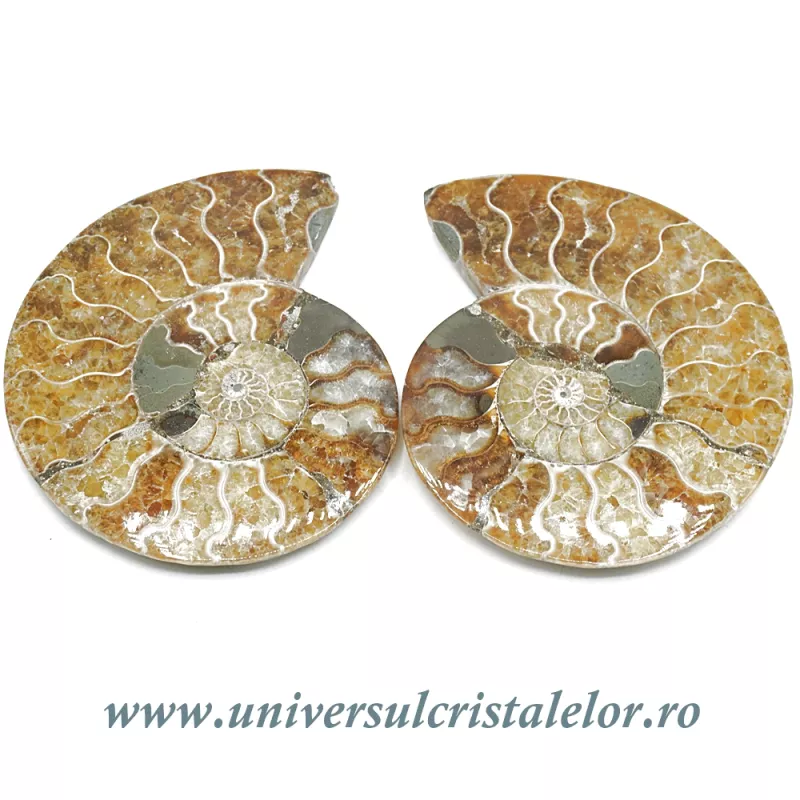 Amoniti cleoniceras pereche