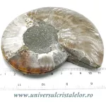 Amoniti cleoniceras pereche