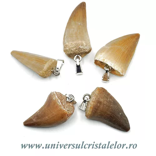 Pandantiv dinte mosasaur Pandantiv dinte mosasaur