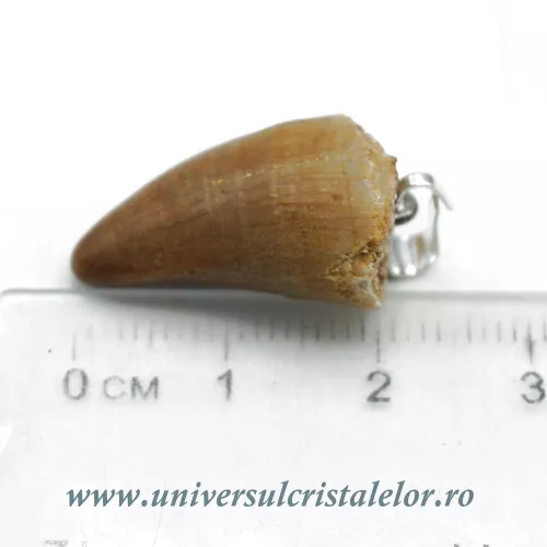 Pandantiv dinte mosasaur Pandantiv dinte mosasaur