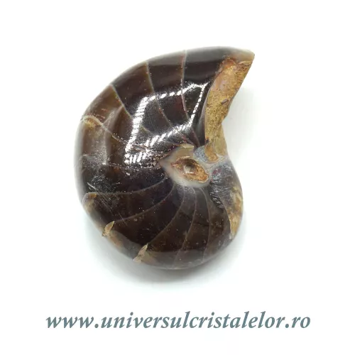 Nautilus Nautilus