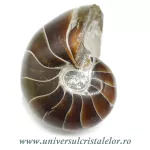 Nautilus Nautilus