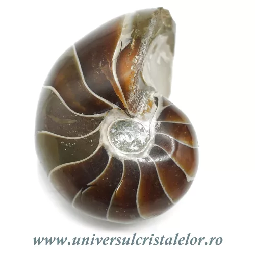Nautilus Nautilus