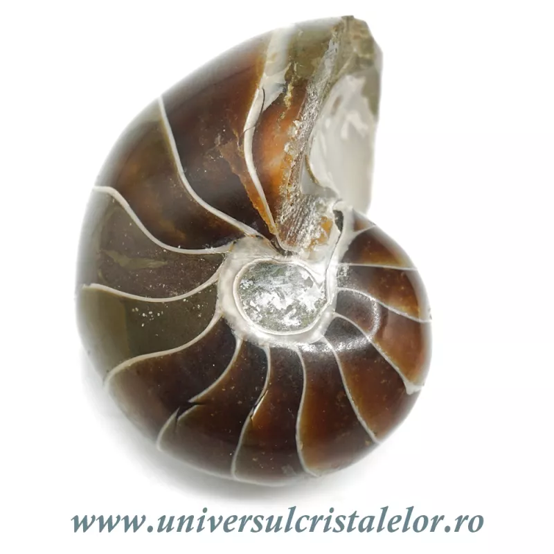 Nautilus Nautilus