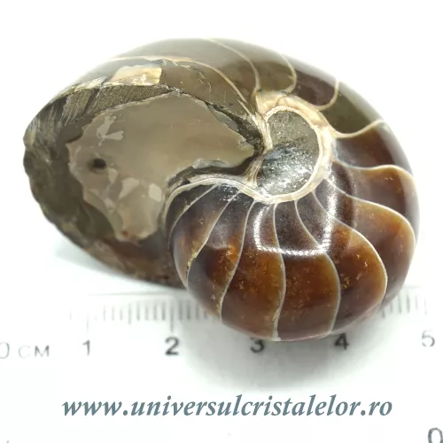 Nautilus Nautilus