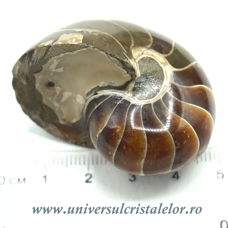 Nautilus Nautilus