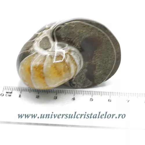 Nautilus Nautilus