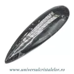 Orthoceras Orthoceras