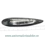 Orthoceras Orthoceras