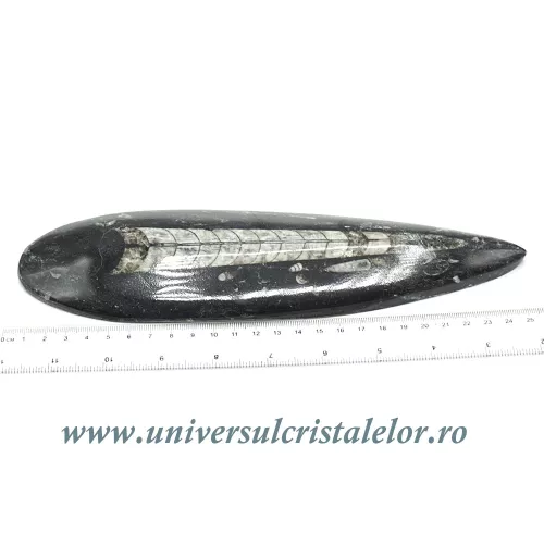 Orthoceras Orthoceras