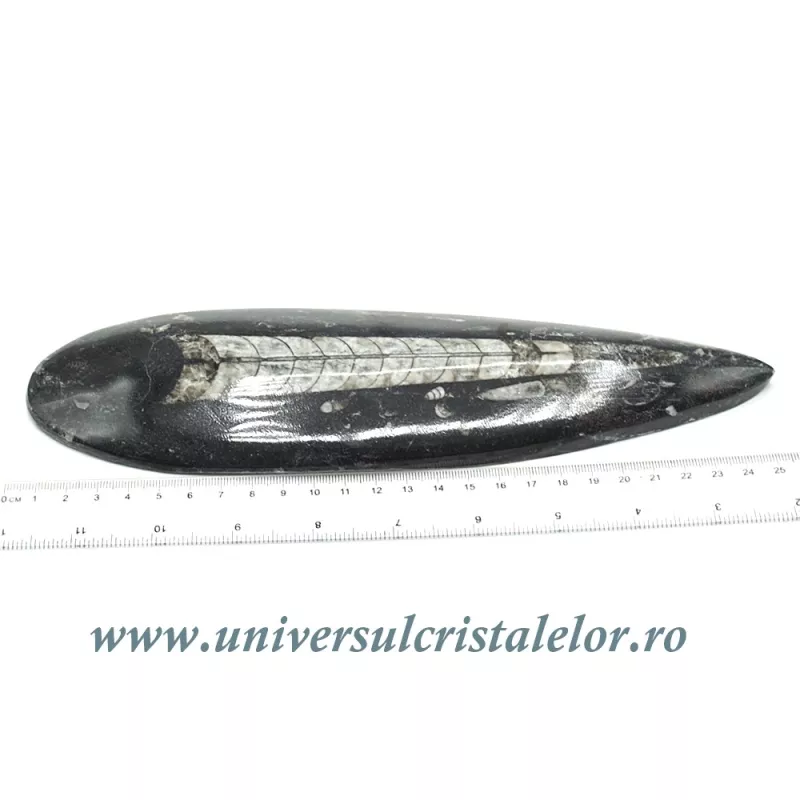 Orthoceras Orthoceras