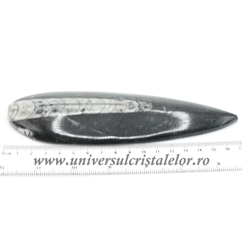 Orthoceras