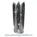 Orthoceras Orthoceras